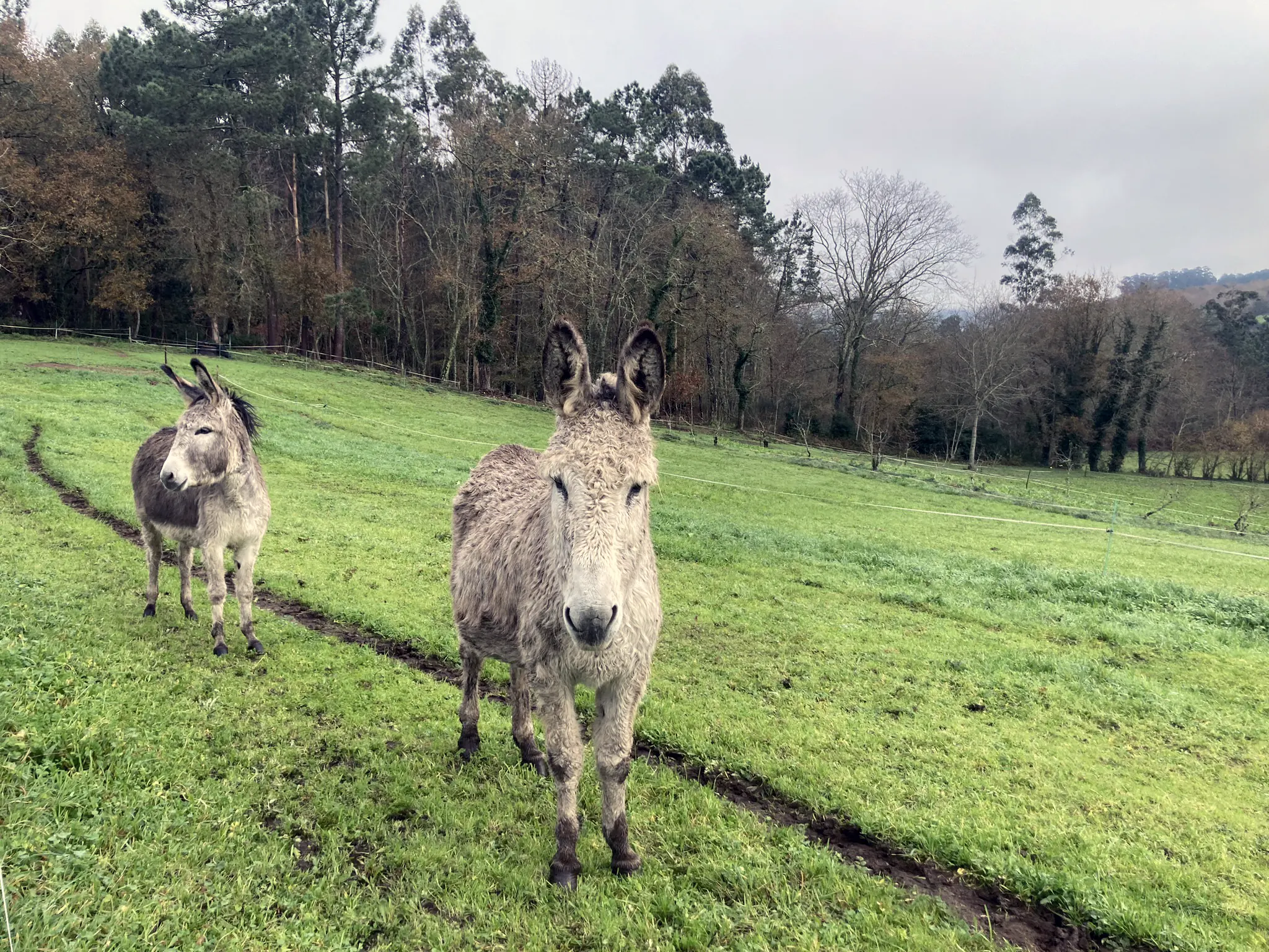 Burros en Yanua Spain 