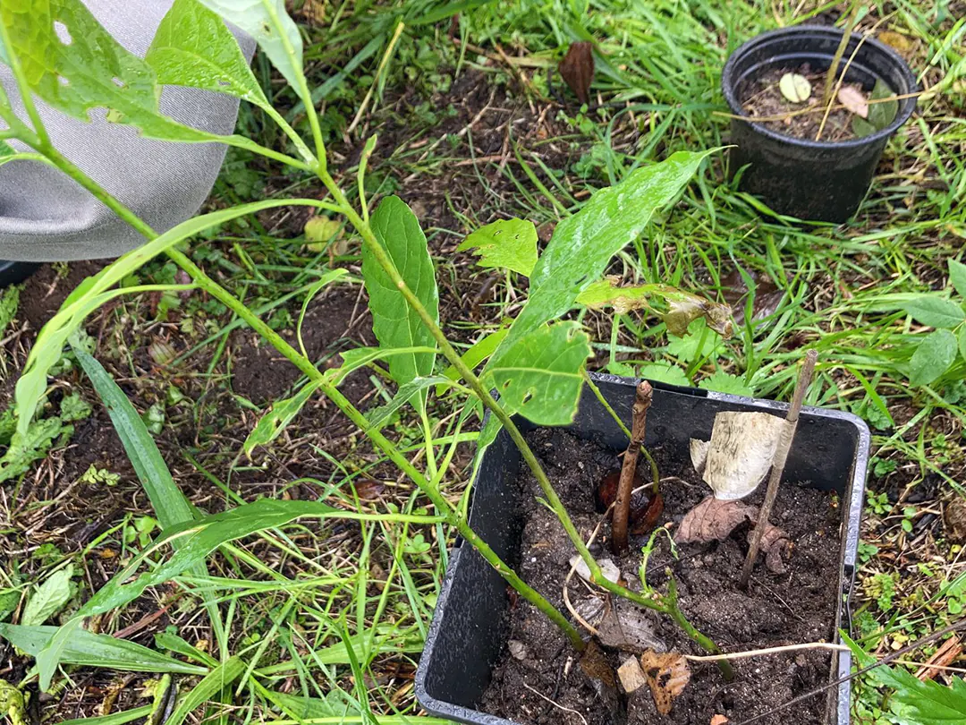 Tree Whispering Project at Yanua Tree Whispering Project at Yanua