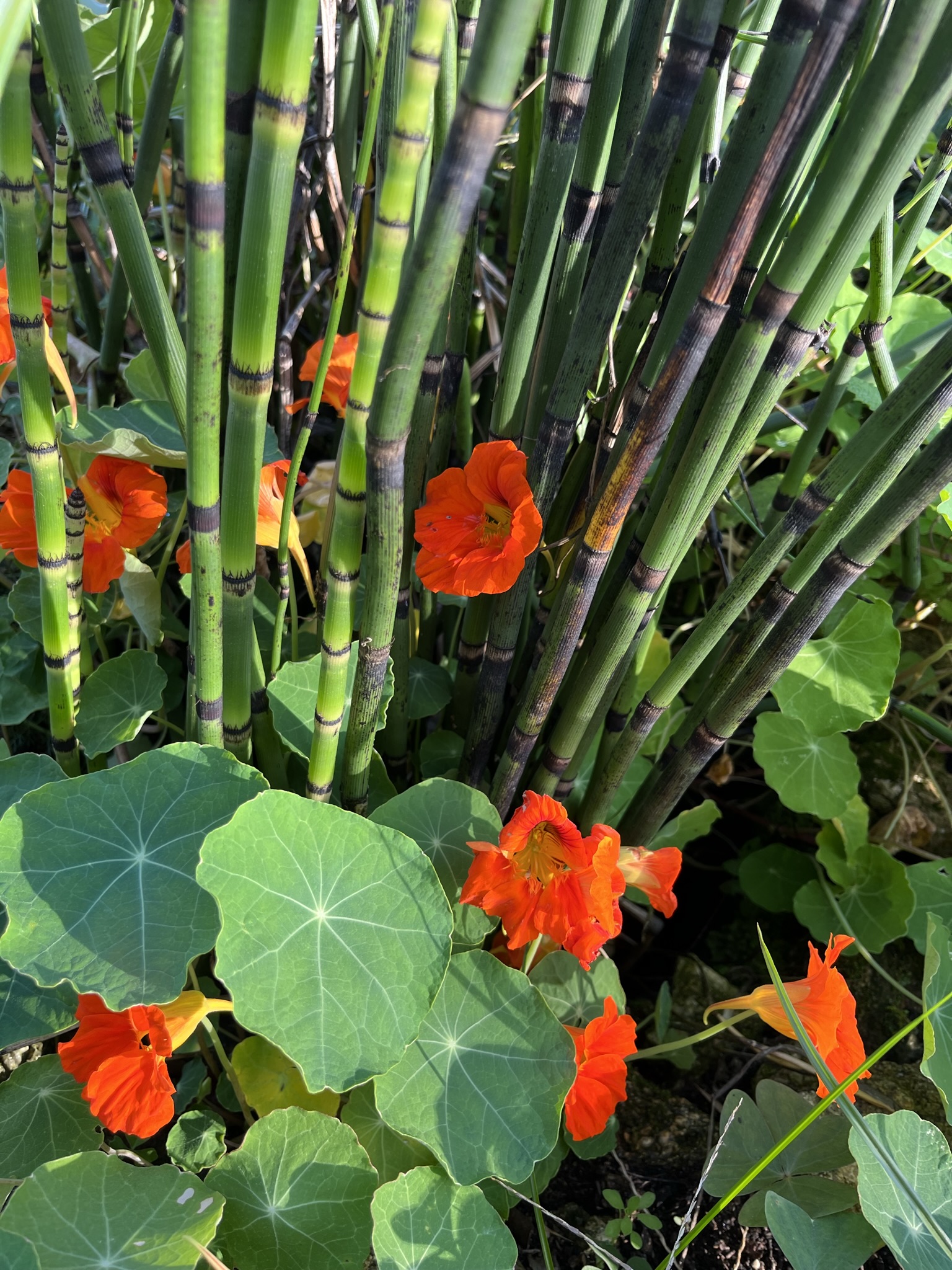 horsetail & nasturtium in the herb garden