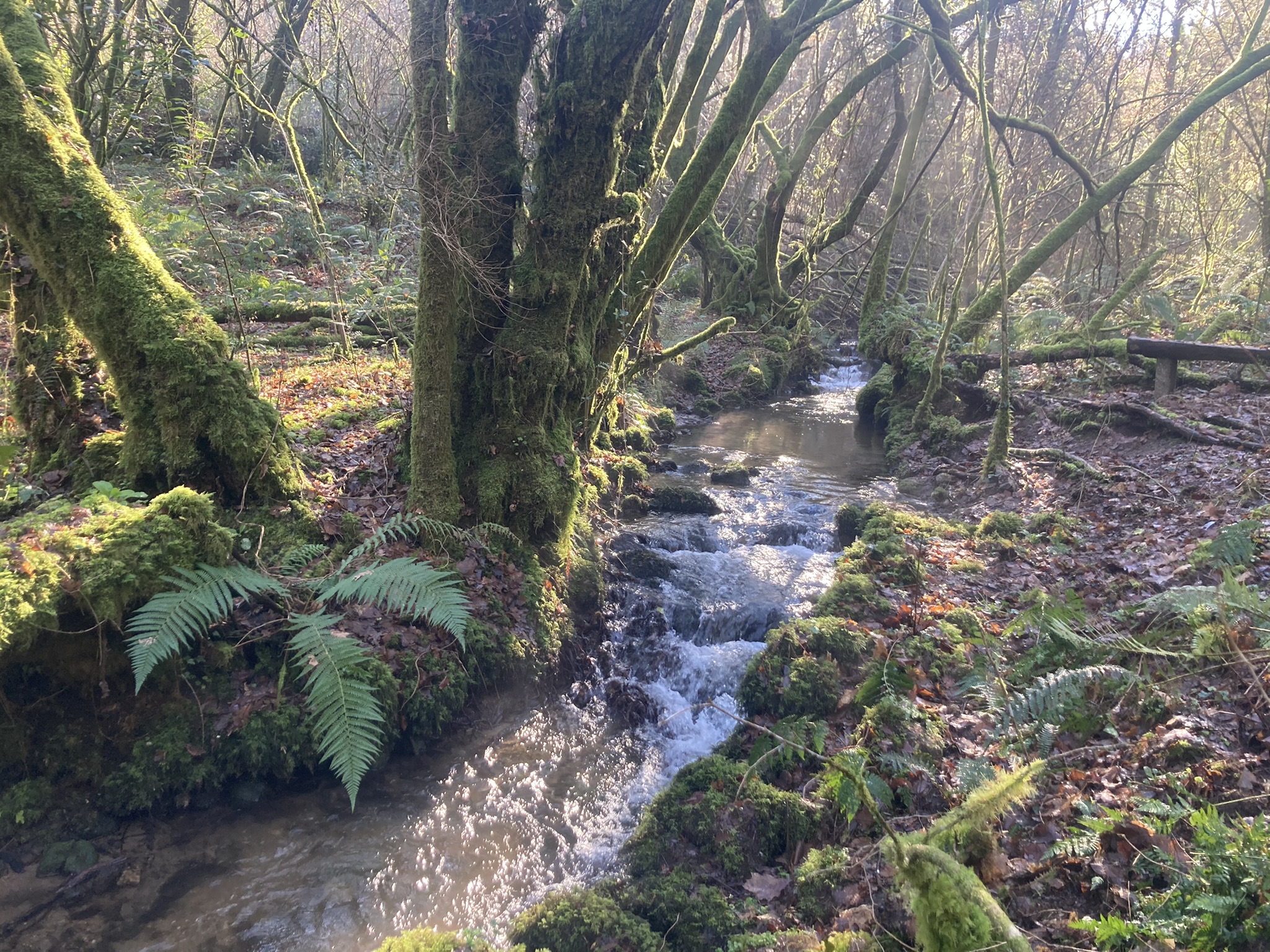 Stream and bench for relaxing